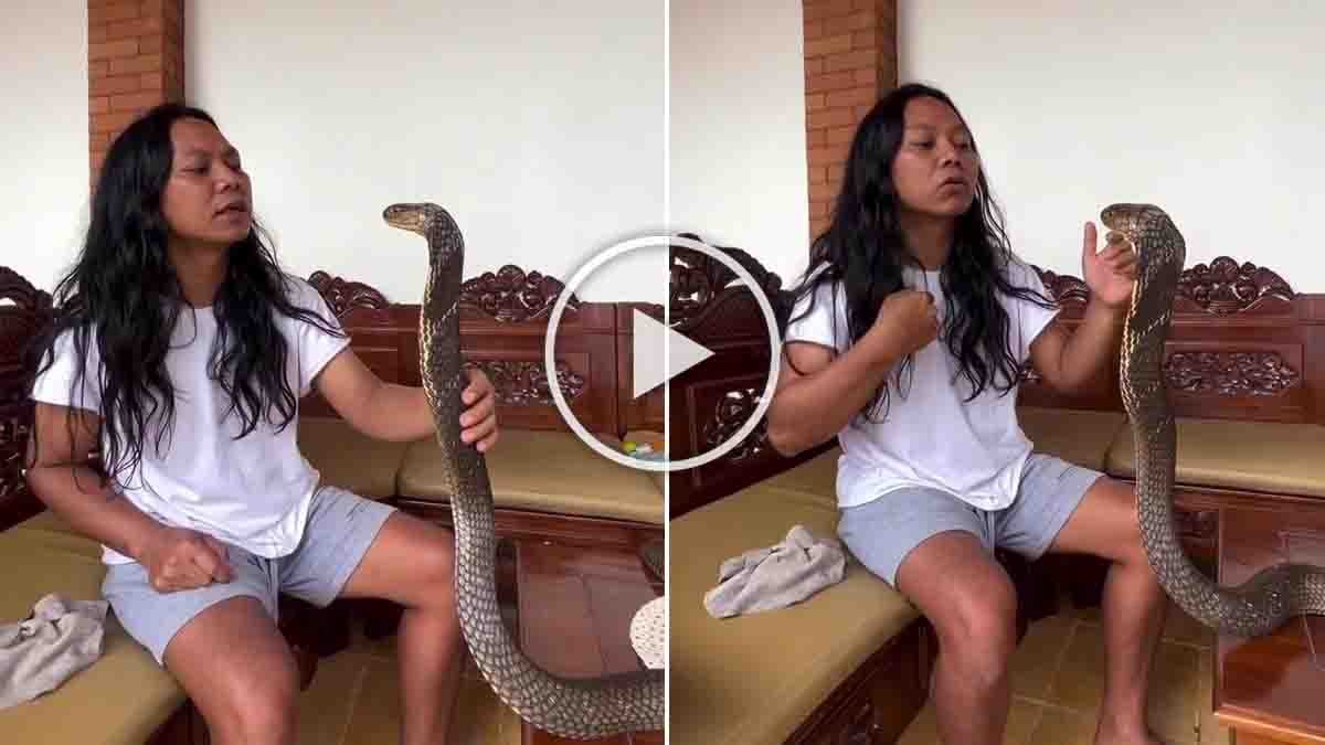 King Cobra : ಅಬ್ಬಬ್ಬಾ! ಎಂಥಾ ಧೈರ್ಯ ಇವನದ್ದು.. ಕಾಳಿಂಗ ಸರ್ಪಕ್ಕೆ ಮುತ್ತು ಕೊಡಲು ಹೋದವನಿಗೆ ಏನಾಯ್ತು ಗೊತ್ತಾ? 2 Man attempting to kiss a dangerous King Cobra as the snake raises its hood; viral wildlife video moment captured in ultra-realistic detail