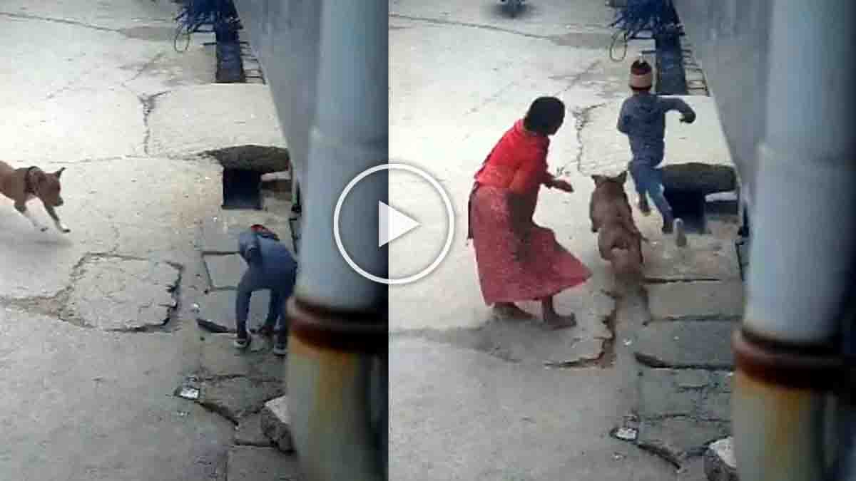 Pitbull attacking a small boy in Delhi street captured on CCTV