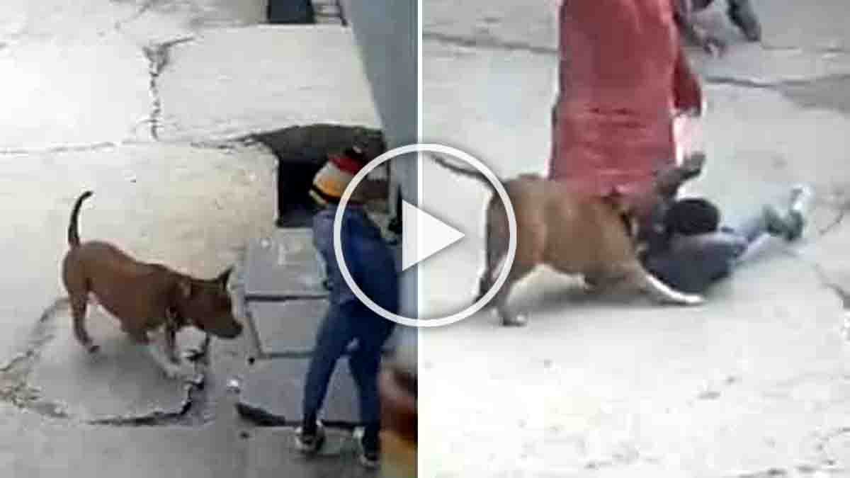 Pitbull attacking a small boy in Delhi street captured on CCTV