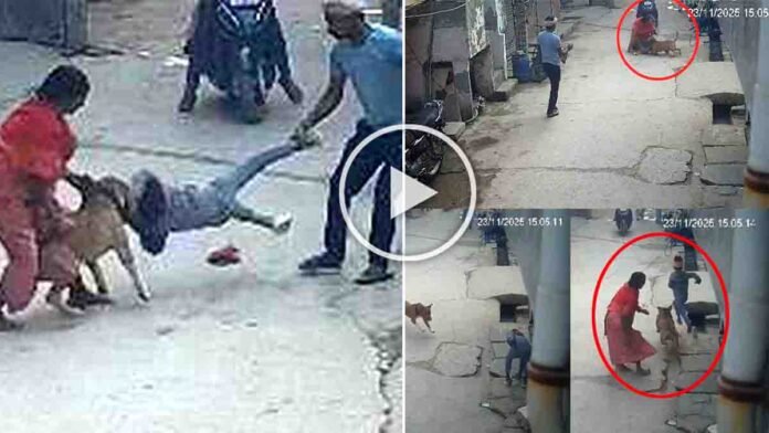 Pitbull attacking a small boy in Delhi street captured on CCTV