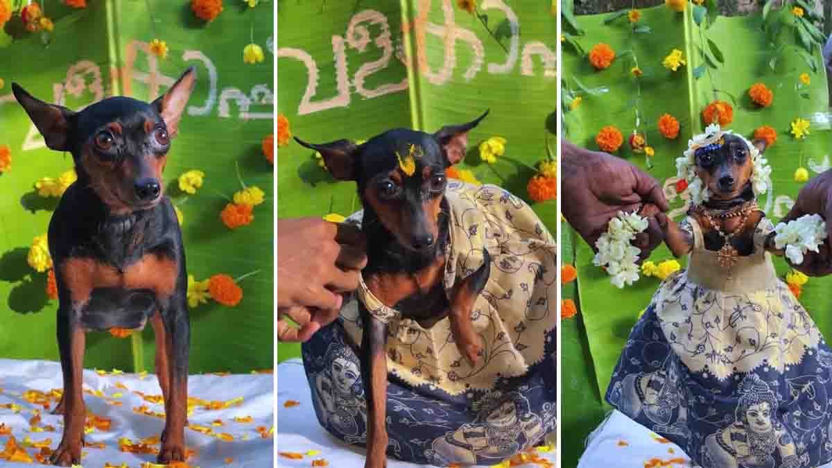 Pregnant dog wearing a traditional outfit during a Haldi-style baby shower surrounded by family and marigold decorations