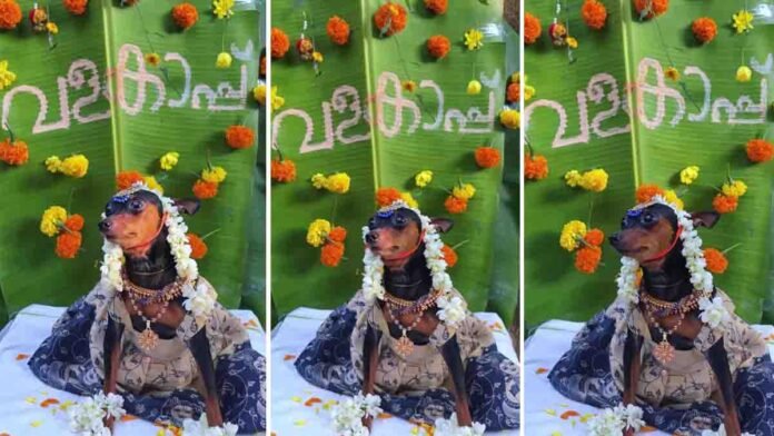 Pregnant dog wearing a traditional outfit during a Haldi-style baby shower surrounded by family and marigold decorations