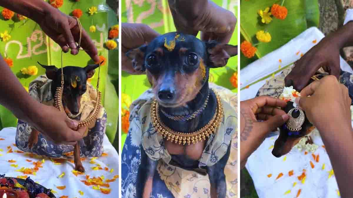 Pregnant dog wearing a traditional outfit during a Haldi-style baby shower surrounded by family and marigold decorations