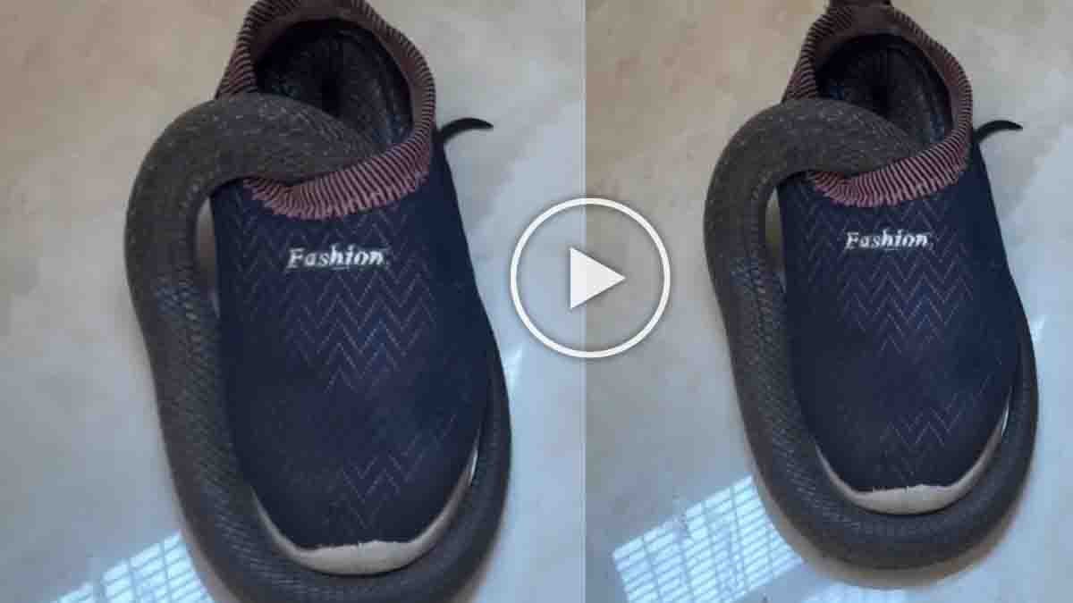 Man shaking shoe before wearing discovers snake inside the shoe, shocking viral video moment