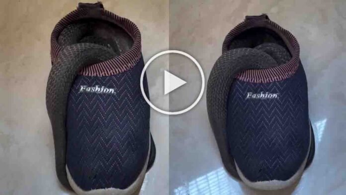 Man shaking shoe before wearing discovers snake inside the shoe, shocking viral video moment