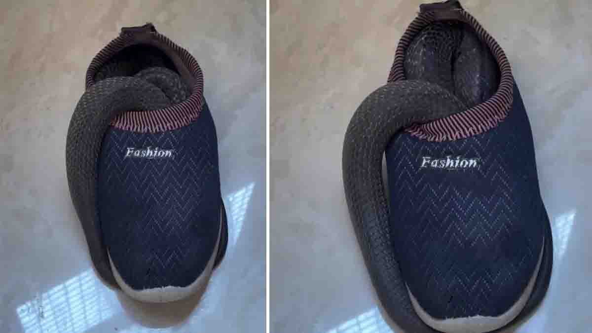 Man shaking shoe before wearing discovers snake inside the shoe, shocking viral video moment