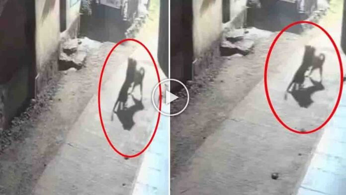 A fearless dog scares off a hunting leopard in Pune, Maharashtra — the shocking CCTV video has gone viral.