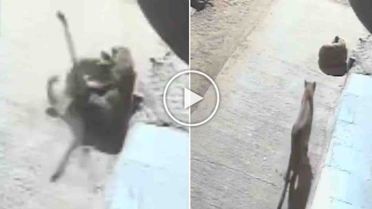 A fearless dog scares off a hunting leopard in Pune, Maharashtra — the shocking CCTV video has gone viral.
