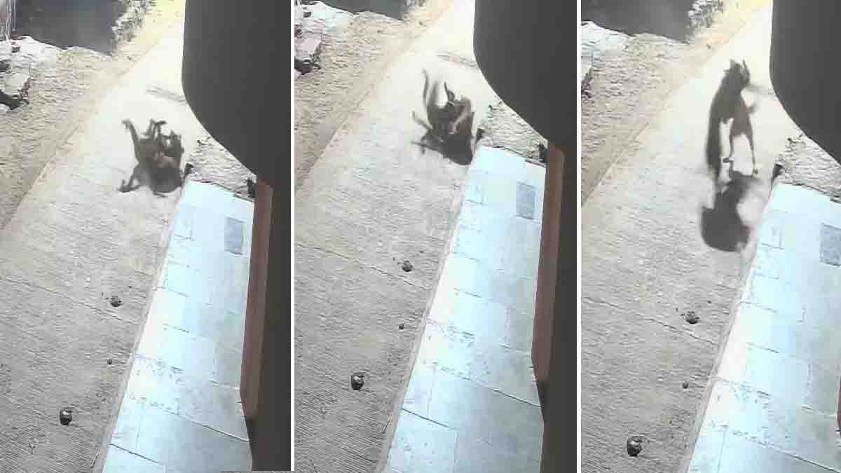 A fearless dog scares off a hunting leopard in Pune, Maharashtra — the shocking CCTV video has gone viral.