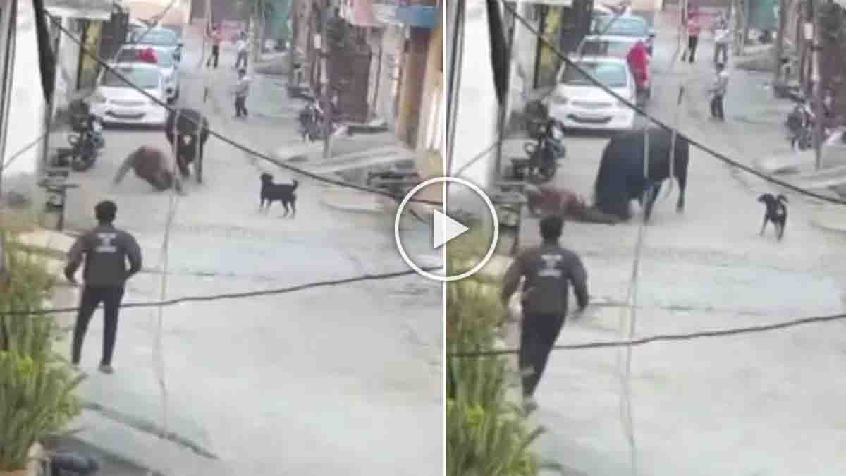A shocking moment from Bulandshahr where a bull attacked an elderly man after being provoked, captured on CCTV - Viral Video