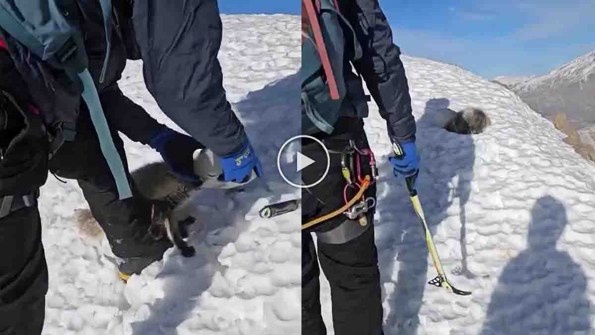 Viral video shows mountaineers rescuing a baby fox whose head was stuck in a plastic container in snowy mountains