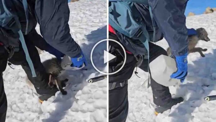 Viral video shows mountaineers rescuing a baby fox whose head was stuck in a plastic container in snowy mountains
