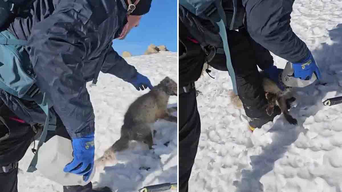 Viral video shows mountaineers rescuing a baby fox whose head was stuck in a plastic container in snowy mountains