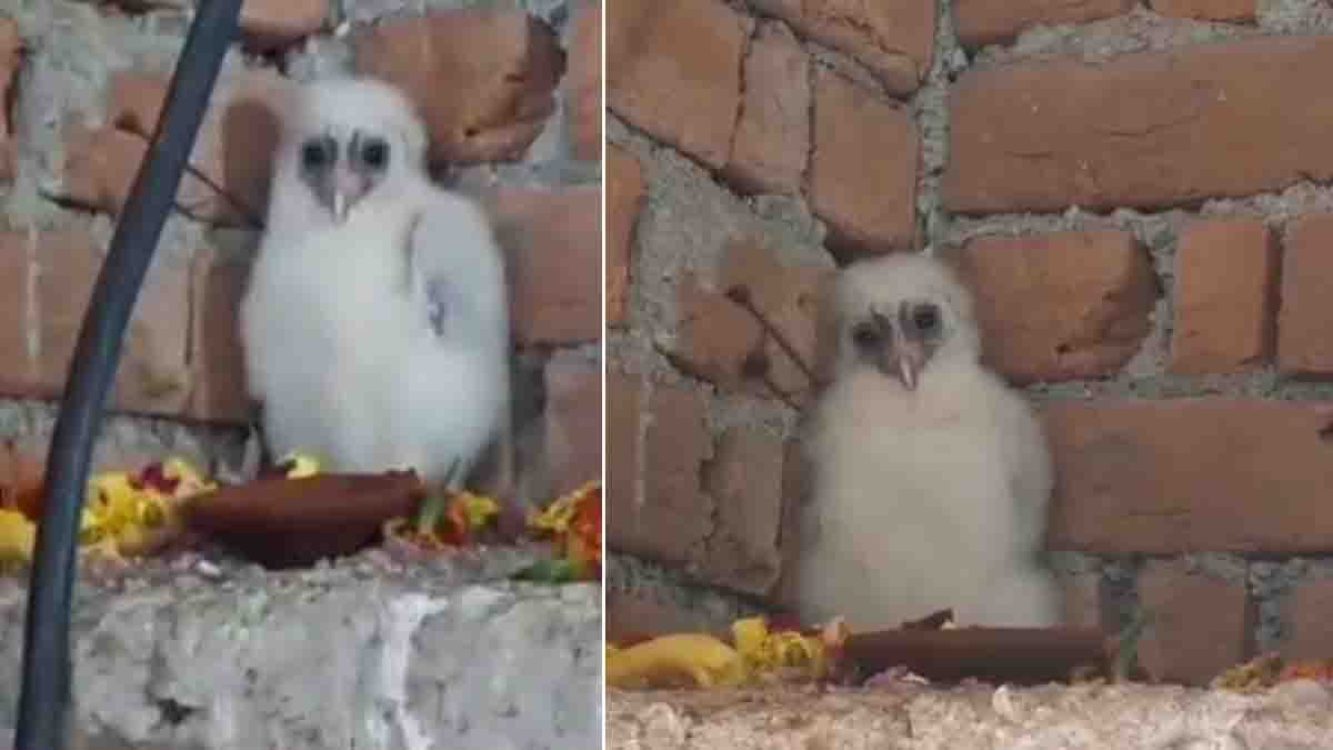 Locals in Chhattisgarh worship a rare white owl, believing it to be a sacred symbol of Goddess Lakshmi