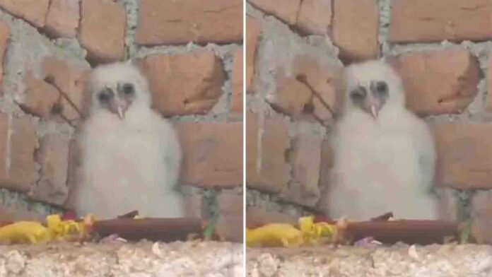 Locals in Chhattisgarh worship a rare white owl, believing it to be a sacred symbol of Goddess Lakshmi
