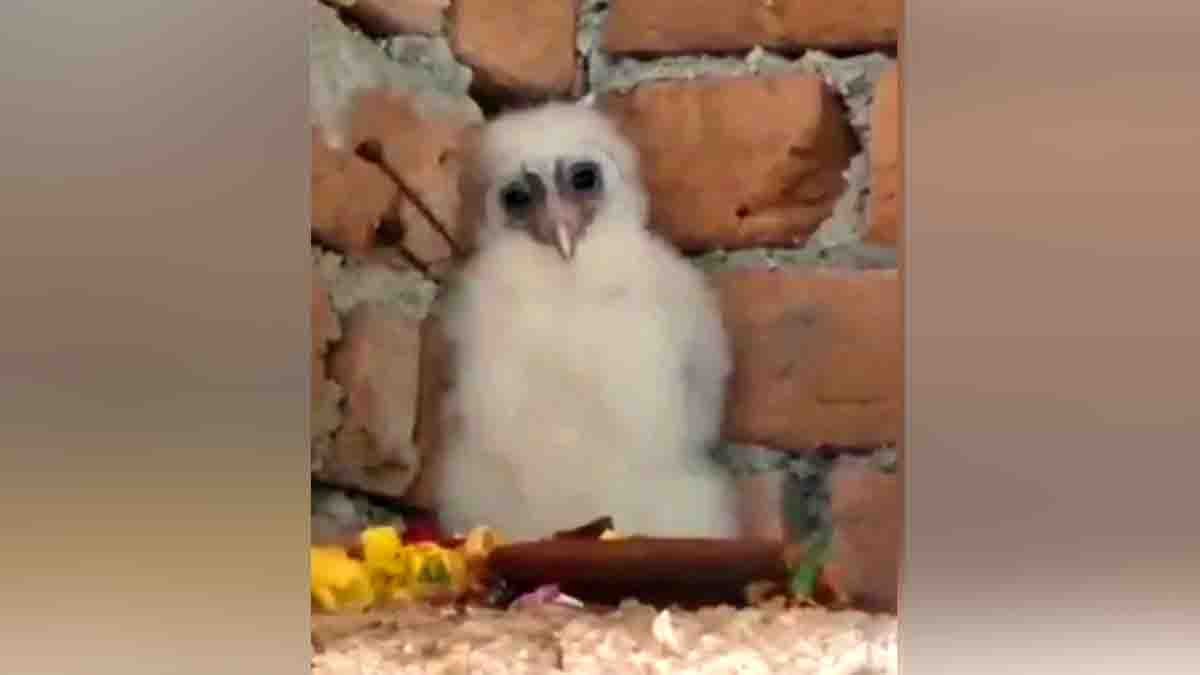 Locals in Chhattisgarh worship a rare white owl, believing it to be a sacred symbol of Goddess Lakshmi