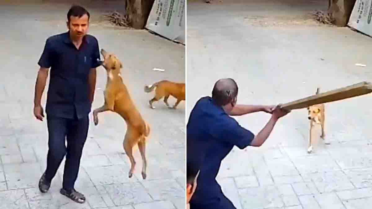 Street dog attacking a security guard inside a school campus in Goregaon Mumbai captured on CCTV