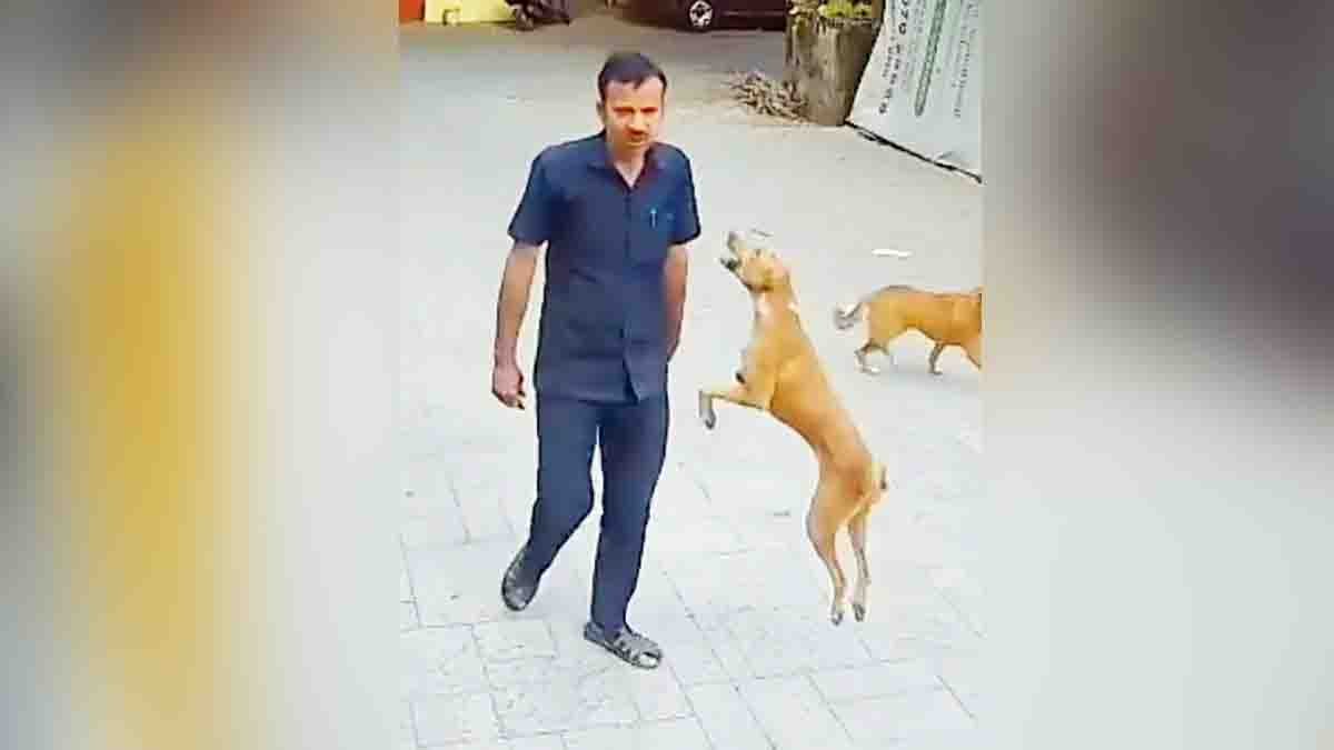 Street dog attacking a security guard inside a school campus in Goregaon Mumbai captured on CCTV
