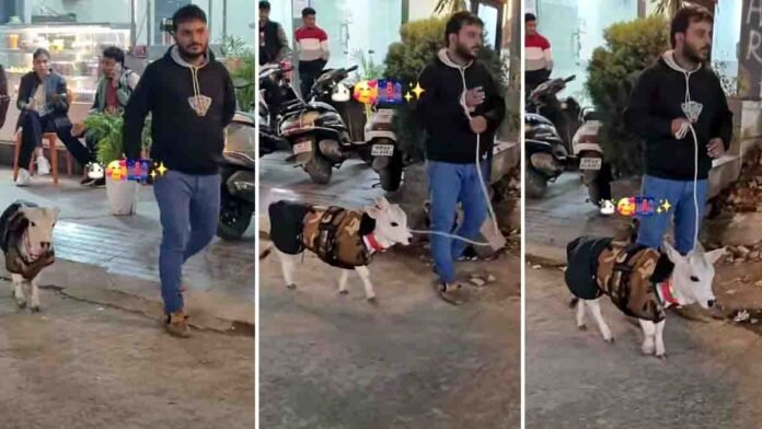 A young man walking peacefully on a road with a cute calf during evening hours, a heartwarming viral Instagram video showcasing love for animals and Indian culture