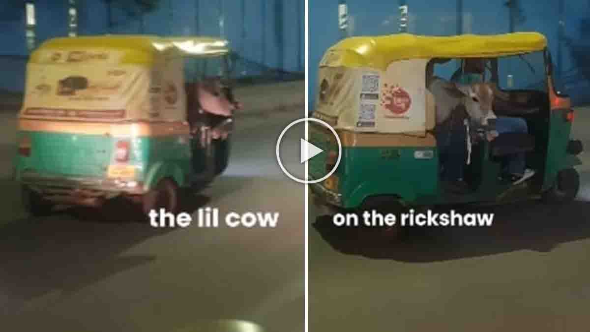 Viral Video : ಮನುಷ್ಯರಿಗೆ ಮಾತ್ರನಾ ಓಲಾ, ಉಬರ್? ಆಟೋದಲ್ಲಿ ‘ಕರು’ವಿನ ರಾಯಲ್ ಸವಾರಿ! ಬೆಂಗಳೂರಿನ ಈ ವಿಡಿಯೋ ನೋಡಿ ವಿದೇಶಿಗ ಫಿದಾ 1 Cute calf sitting in an auto-rickshaw in Bengaluru while a foreign tourist captures the viral moment - Viral Video