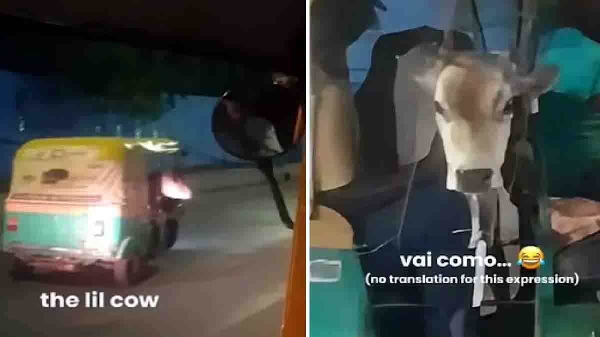 Viral Video : ಮನುಷ್ಯರಿಗೆ ಮಾತ್ರನಾ ಓಲಾ, ಉಬರ್? ಆಟೋದಲ್ಲಿ ‘ಕರು’ವಿನ ರಾಯಲ್ ಸವಾರಿ! ಬೆಂಗಳೂರಿನ ಈ ವಿಡಿಯೋ ನೋಡಿ ವಿದೇಶಿಗ ಫಿದಾ 2 Cute calf sitting in an auto-rickshaw in Bengaluru while a foreign tourist captures the viral moment - Viral Video