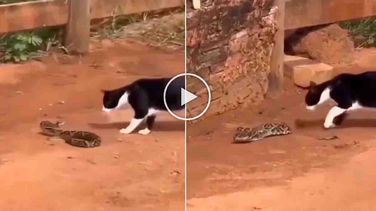 Viral Video : ಅಯ್ಯೋ ರಾಮ! ಹಾವಿನ ಬಾಲ ಹಿಡಿದು ಆಟವಾಡಿದ ಬೆಕ್ಕು; ಇದರ ಧೈರ್ಯ ನೋಡಿ ನೆಟ್ಟಿಗರು ಫಿದಾ! 1 A viral video showing a brave cat fearlessly engaging with a snake, teasing and dodging attacks with remarkable confidence