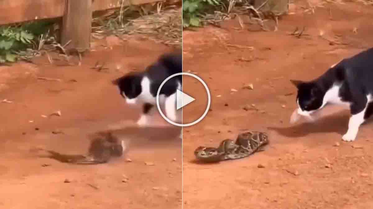 Viral Video : ಅಯ್ಯೋ ರಾಮ! ಹಾವಿನ ಬಾಲ ಹಿಡಿದು ಆಟವಾಡಿದ ಬೆಕ್ಕು; ಇದರ ಧೈರ್ಯ ನೋಡಿ ನೆಟ್ಟಿಗರು ಫಿದಾ! 2 A viral video showing a brave cat fearlessly engaging with a snake, teasing and dodging attacks with remarkable confidence