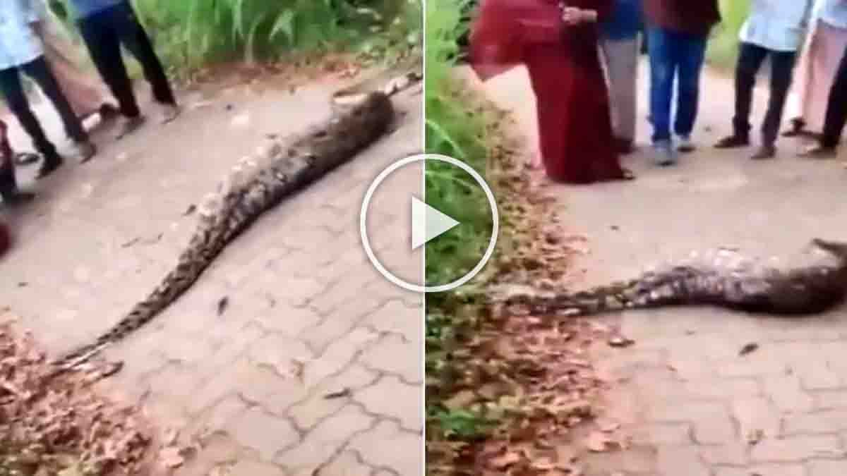 Video : ಅಬ್ಬಬ್ಬಾ.. ಜಿಂಕೆಯನ್ನೇ ನುಂಗಿ ರಸ್ತೆ ದಾಟಲಾಗದೆ ಒದ್ದಾಡಿದ ಬೃಹತ್ ಹೆಬ್ಬಾವು! ವಯನಾಡ್ ಘಟನೆಯ ವಿಡಿಯೋ ವೈರಲ್ 2 A huge python with a swollen stomach struggles to cross a forest road in Wayanad after swallowing a deer whole - Video Viral