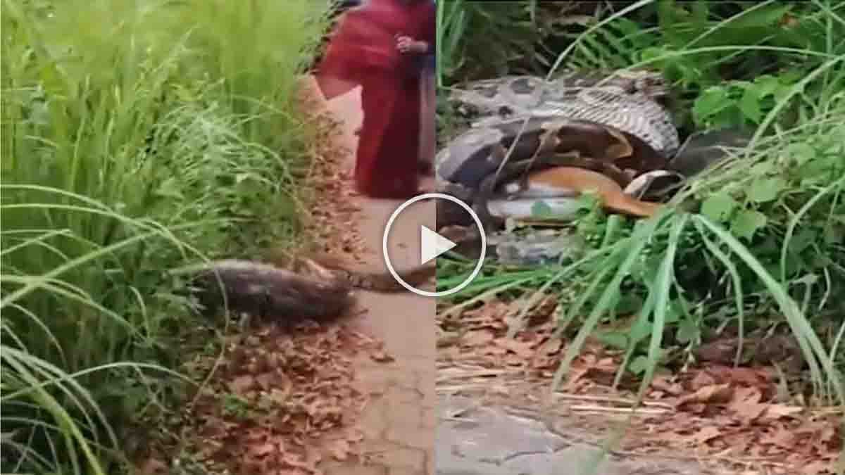 Video : ಅಬ್ಬಬ್ಬಾ.. ಜಿಂಕೆಯನ್ನೇ ನುಂಗಿ ರಸ್ತೆ ದಾಟಲಾಗದೆ ಒದ್ದಾಡಿದ ಬೃಹತ್ ಹೆಬ್ಬಾವು! ವಯನಾಡ್ ಘಟನೆಯ ವಿಡಿಯೋ ವೈರಲ್ 1 A huge python with a swollen stomach struggles to cross a forest road in Wayanad after swallowing a deer whole - Video Viral