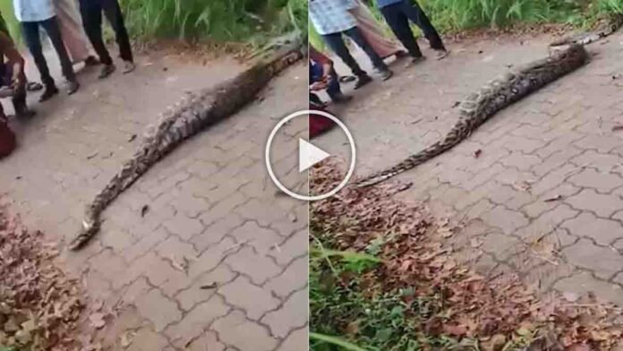 A huge python with a swollen stomach struggles to cross a forest road in Wayanad after swallowing a deer whole - Video Viral