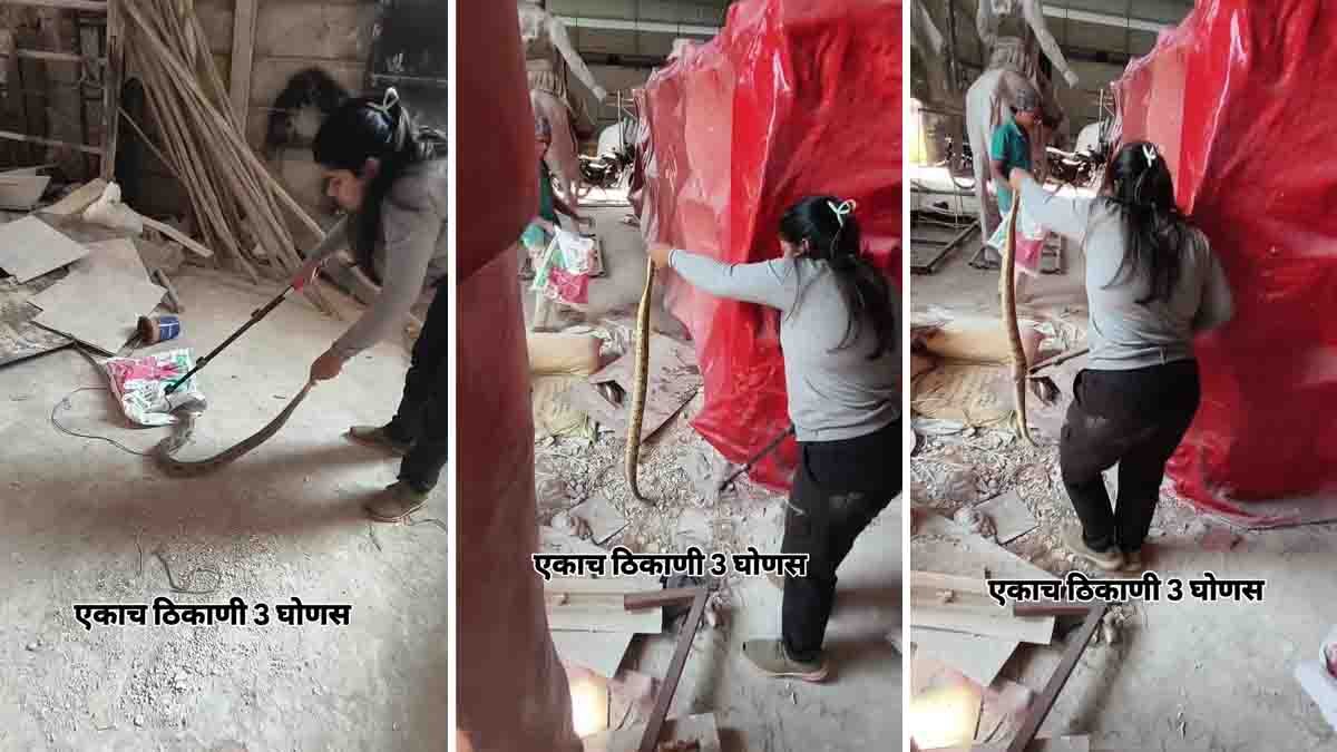 Viral video moment of Shivani capturing three snakes safely and releasing them into the forest.