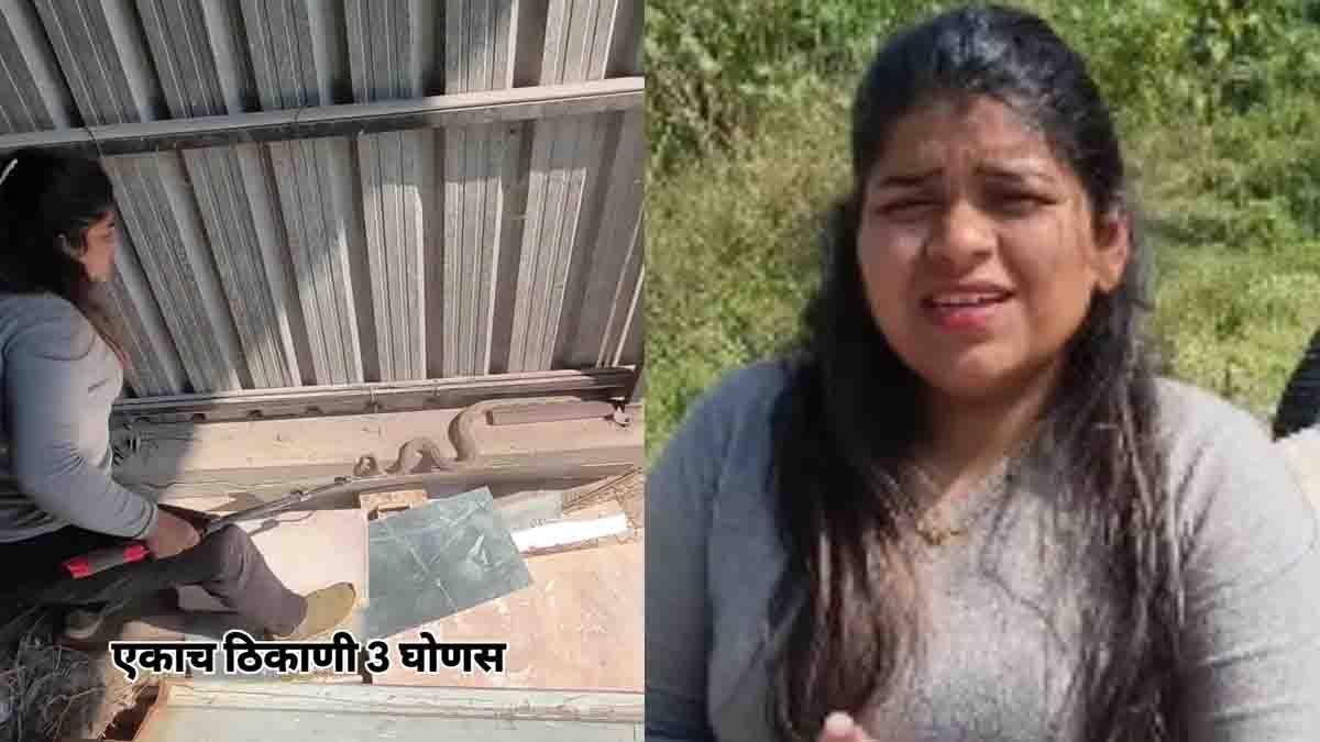 Viral video moment of Shivani capturing three snakes safely and releasing them into the forest.