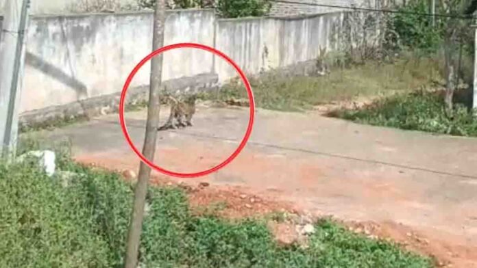 Leopard cub hiding under an old car seat inside Gudibande Police Station premises in Chikkaballapur; forest officials attempting rescue operation