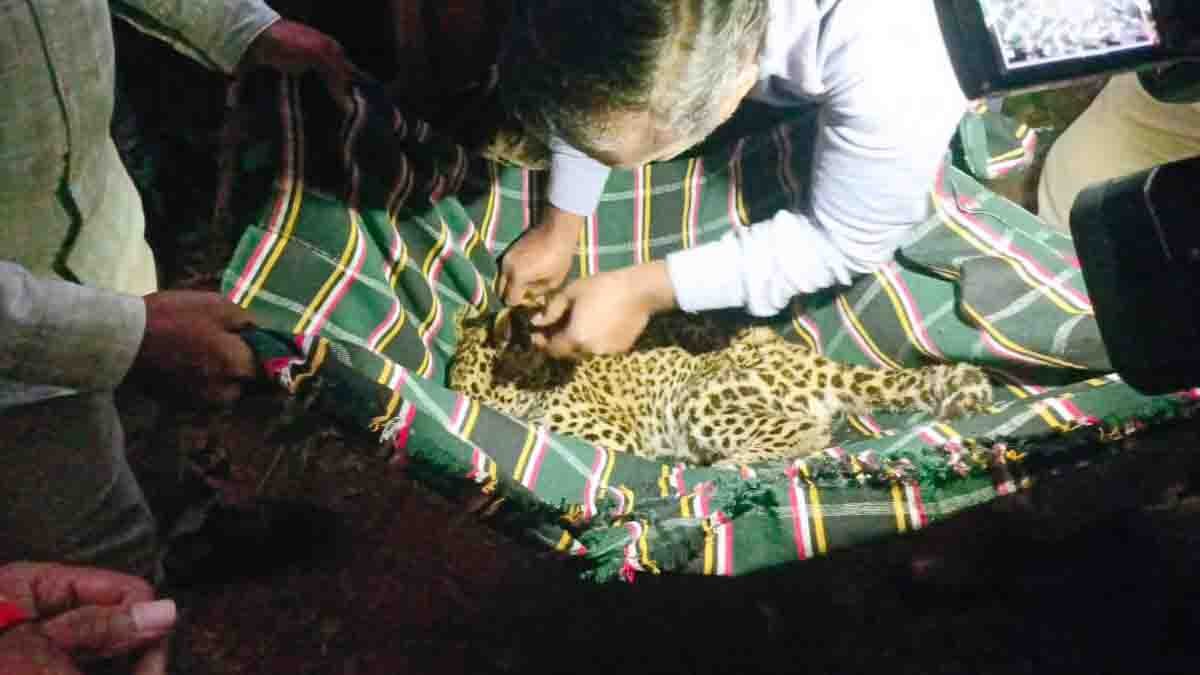 ಕಾಡಿನಿಂದ ನಾಡಿಗೆ ಬಂದ ಚಿರತೆ (Leopard) ಮರಿ, ಭಯಬೀತರಾದ ಗುಡಿಬಂಡೆ ಜನತೆ, ಕಾರಿನ ಸೀಟಿನಡಿ ಕುಳಿತಿದ್ದ ಚಿರತೆ ಸುರಕ್ಷಿತವಾಗಿ ಸೆರೆ...! 2 Leopard cub hiding under an old car seat inside Gudibande Police Station premises in Chikkaballapur; forest officials attempting rescue operation