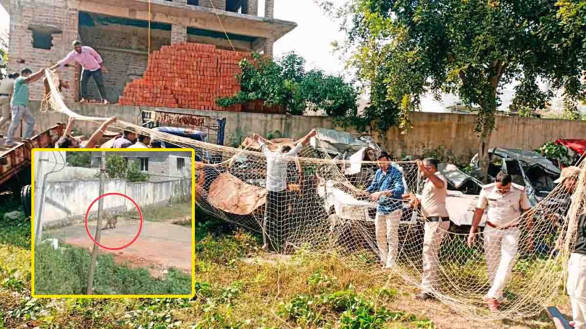 ಕಾಡಿನಿಂದ ನಾಡಿಗೆ ಬಂದ ಚಿರತೆ (Leopard) ಮರಿ, ಭಯಬೀತರಾದ ಗುಡಿಬಂಡೆ ಜನತೆ, ಕಾರಿನ ಸೀಟಿನಡಿ ಕುಳಿತಿದ್ದ ಚಿರತೆ ಸುರಕ್ಷಿತವಾಗಿ ಸೆರೆ...! 1 Leopard cub hiding under an old car seat inside Gudibande Police Station premises in Chikkaballapur; forest officials attempting rescue operation