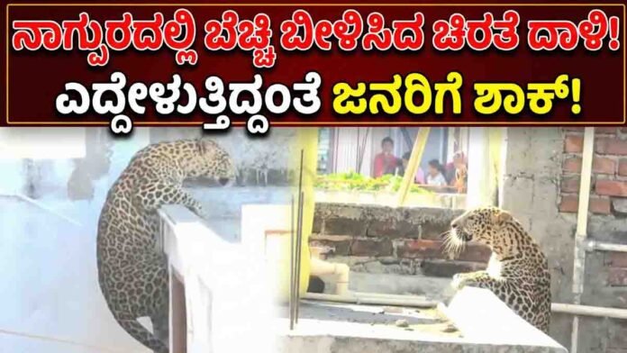 Leopard attack in Nagpur’s Pardi village as big cat enters residential area and injures seven people, shocking viral video