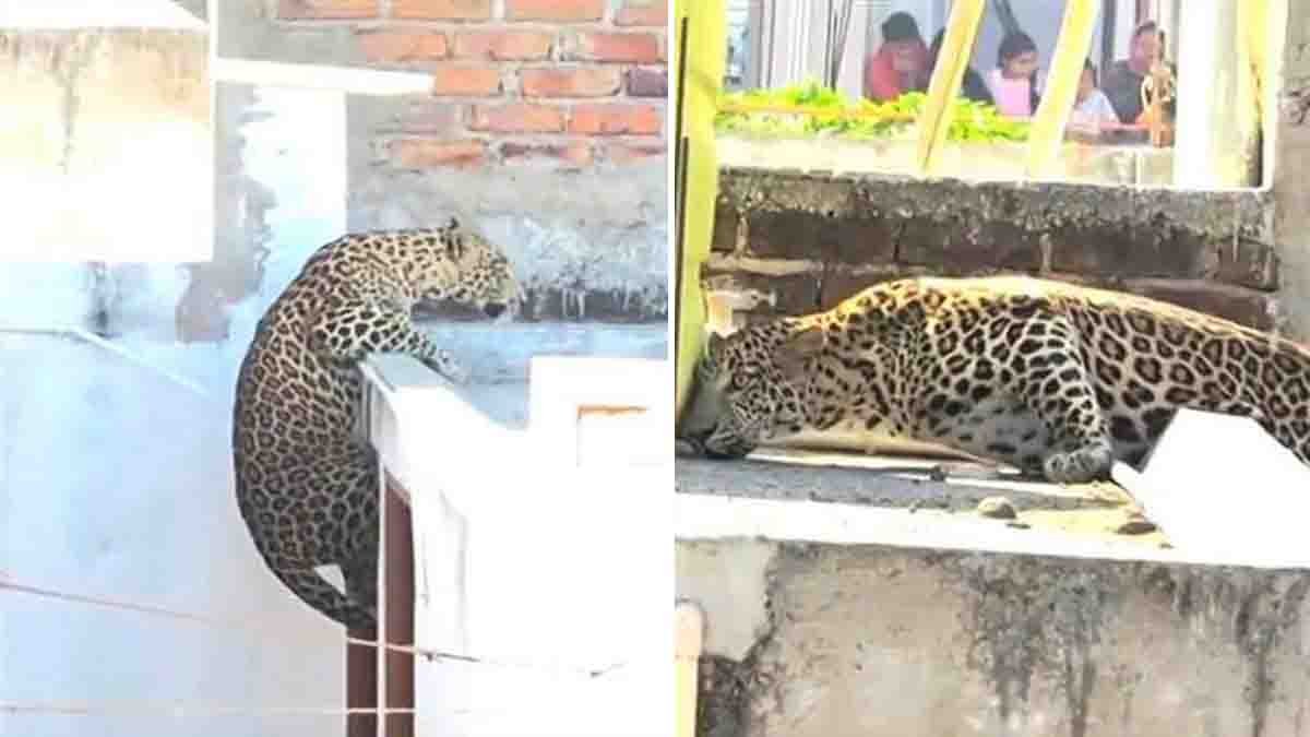 Video : ವಾಹ್.. ಸ್ವಲ್ಪದರಲ್ಲೇ ಪ್ರಾಣ ಉಳೀತು! ಮುಂಜಾನೆ ಜನರಿಗೆ ಶಾಕ್ ಕೊಟ್ಟ ಚಿರತೆ : ಮೈ ಜುಂ ಎನ್ನಿಸುವ ವಿಡಿಯೋ ವೈರಲ್..! 1 Leopard attack in Nagpur’s Pardi village as big cat enters residential area and injures seven people, shocking viral video