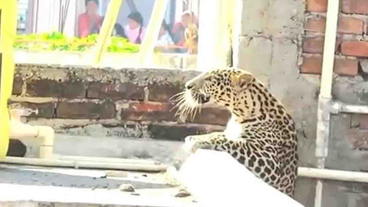 Video : ವಾಹ್.. ಸ್ವಲ್ಪದರಲ್ಲೇ ಪ್ರಾಣ ಉಳೀತು! ಮುಂಜಾನೆ ಜನರಿಗೆ ಶಾಕ್ ಕೊಟ್ಟ ಚಿರತೆ : ಮೈ ಜುಂ ಎನ್ನಿಸುವ ವಿಡಿಯೋ ವೈರಲ್..! 2 Leopard attack in Nagpur’s Pardi village as big cat enters residential area and injures seven people, shocking viral video