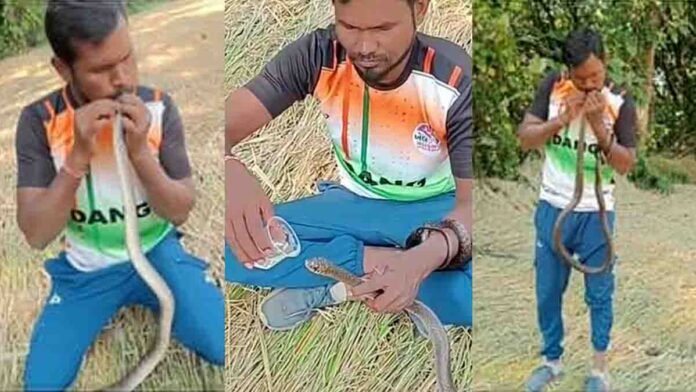 Wildlife rescuer Mukesh Vayad giving CPR to an unconscious Indian Rat Snake after electric shock in Gujarat - Video