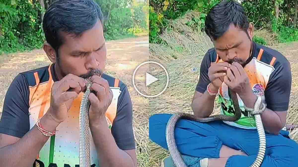 Wildlife rescuer Mukesh Vayad giving CPR to an unconscious Indian Rat Snake after electric shock in Gujarat - Video
