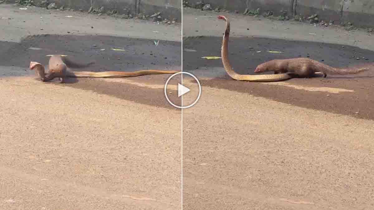 Terrifying snake vs mongoose fight on the middle of the road captured in a viral video
