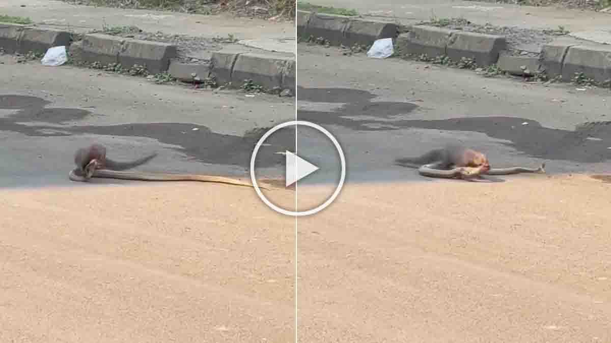 Terrifying snake vs mongoose fight on the middle of the road captured in a viral video