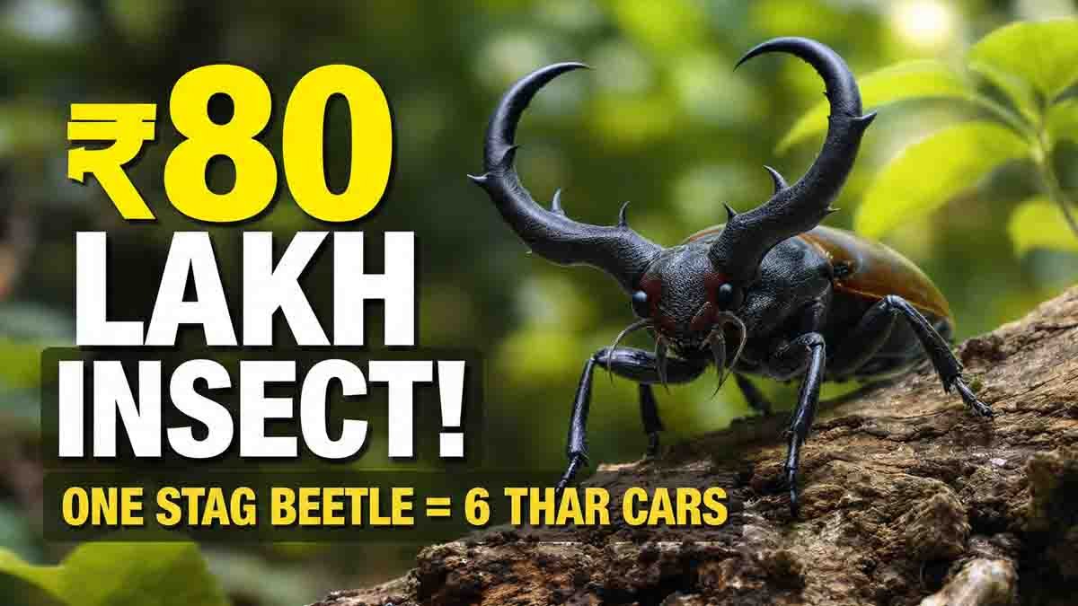 Stag Beetle : ಈ ಒಂದು ಪುಟ್ಟ ಕೀಟ ಸಿಕ್ಕರೆ ನೀವು ಕೋಟ್ಯಧಿಪತಿ! ಇದರ ಬೆಲೆ ಕೇಳಿದ್ರೆ 6 'ಥಾರ್' ಕಾರುಗಳನ್ನೇ ಖರೀದಿಸಬಹುದು! 2 Stag beetle facts: price up to ₹80 lakh, rare species, medicinal value, and why it is one of the most expensive insects in the world.