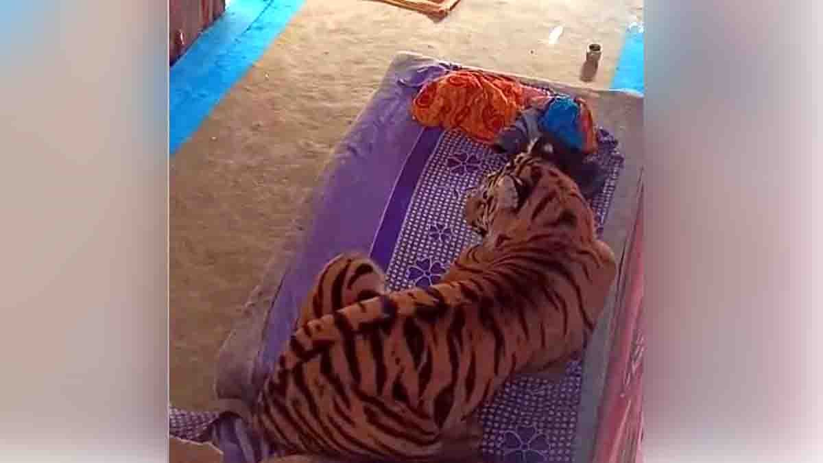 A tiger entered a house in Madhya Pradesh, injured a villager, and calmly rested on a cot for hours near Bandhavgarh Tiger Reserve