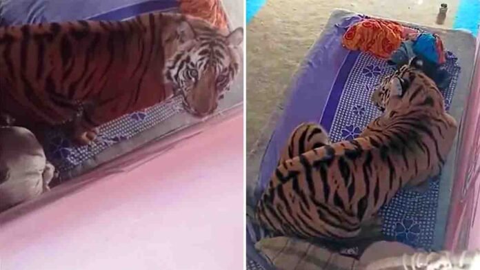 A tiger entered a house in Madhya Pradesh, injured a villager, and calmly rested on a cot for hours near Bandhavgarh Tiger Reserve