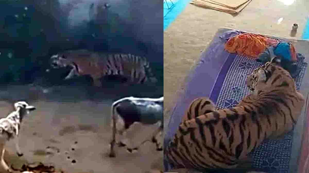A tiger entered a house in Madhya Pradesh, injured a villager, and calmly rested on a cot for hours near Bandhavgarh Tiger Reserve