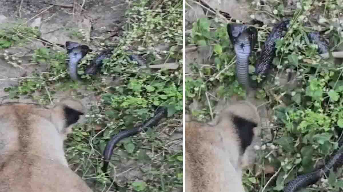 Lioness Samriddhi of Sayajibaug Zoo Vadodara dies after a venomous cobra bite in a shocking wildlife incident - Viral Video