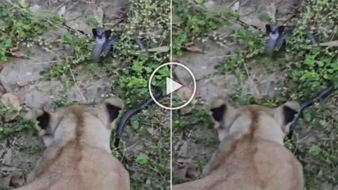 Lioness Samriddhi of Sayajibaug Zoo Vadodara dies after a venomous cobra bite in a shocking wildlife incident - Viral Video