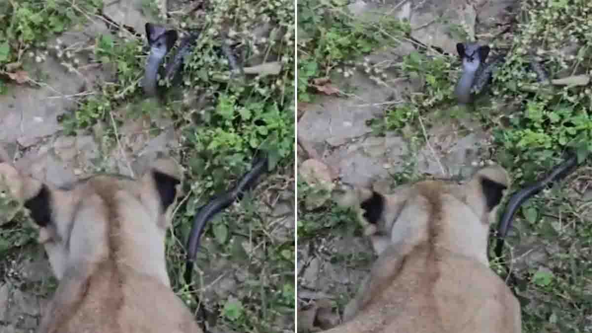 Lioness Samriddhi of Sayajibaug Zoo Vadodara dies after a venomous cobra bite in a shocking wildlife incident - Viral Video