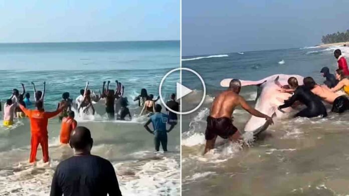 Whale shark rescue at Kerala’s Varkala Beach with tourists and locals helping the stranded giant fish return to the sea